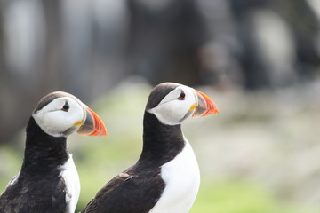fratercula arctica (puffin)