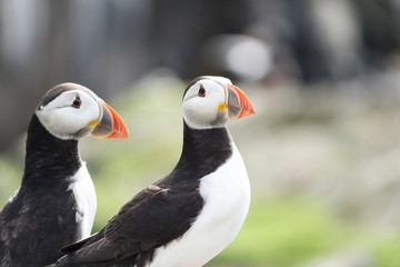 fratercula arctica (puffin)