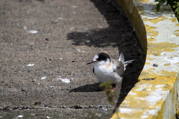 arctic tern