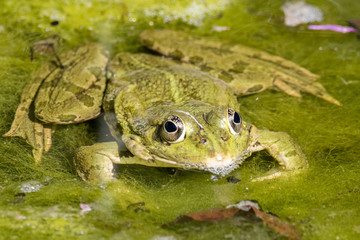 rana