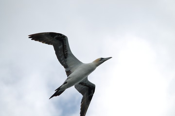 northern gannet