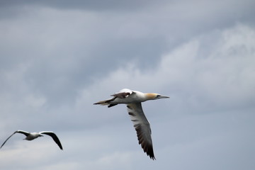 Fototapeta na wymiar northern gannet