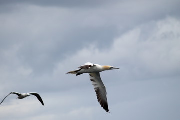 northern gannet