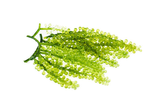 Umi-budou, grapes seaweed or green caviar on white background
