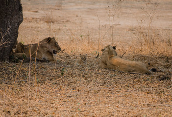 Löwin in der Savanne vom in Simbabwe, Südafrika	