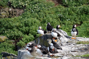 Obraz premium atlantic puffin