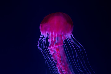 jellyfish in aquarium , pink jellyfish