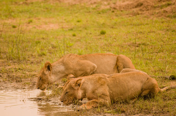 Löwin in der Savanne vom in Simbabwe, Südafrika	