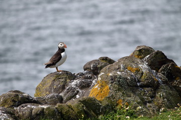 atlantic puffin