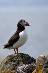 atlantic puffin