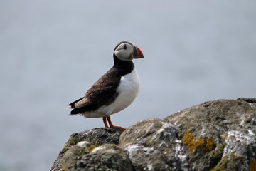 atlantic puffin