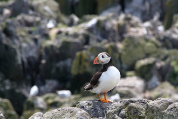 atlantic puffin