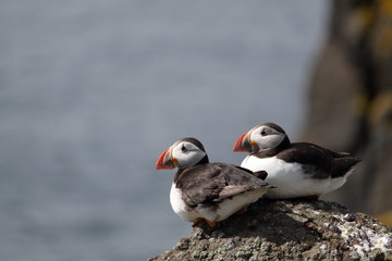 puffin