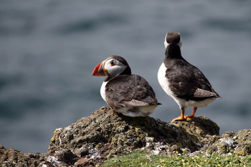 puffin