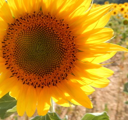 Fototapeta premium cuore di girasole