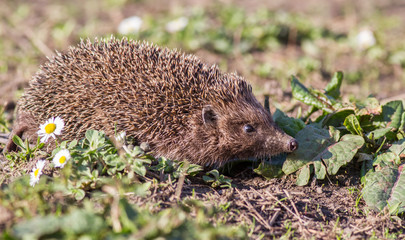 Hedgehog in the nature. Erinaceus europaeus © ihorhvozdetskiy