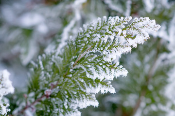 Thuja cypress tree branches covered with hoarfrost.
