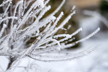 Detail of a branch covered with hoarfrost. Selective focus