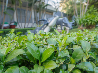 Green Leaf in the background