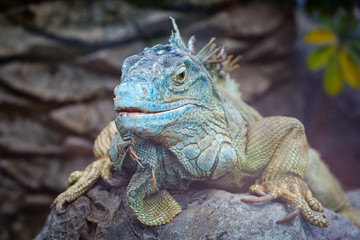  big lizard closeup - green iguana / American iguana
