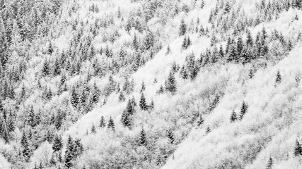 winter forest landscape