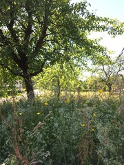 Sommer Blumenwiese Baum