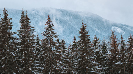 winter forest landscape