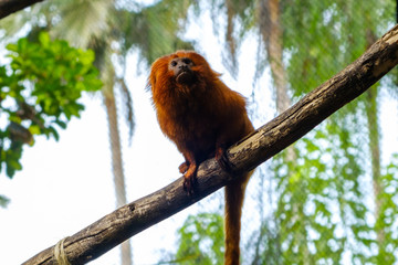  golden marmoset - golden lion tamarin 