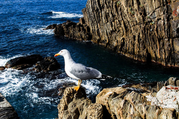 Sea Gull Close Up on Beach Shoreline looking at camera. Black-browed albatross standing on rock in colony