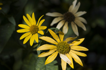 Rudbeckia. Garden yellow flower. Blossom