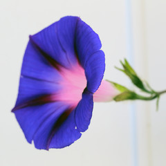 Morning Glory flower, (Ipomoea nil).