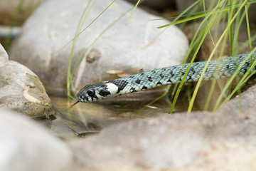 Ringelnatter am Wasser