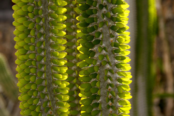 Cactus euphorbia trigona branch closeup with blur background. Green leafs succulent plant with sun light in the back.