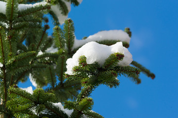 Christmas tree in the snow in outdoor