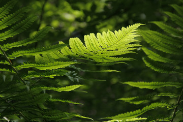 Leaf of green fern on a blur natural background. Polypody plant growing in the woods.