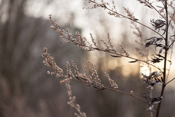 Dry grass at sunset