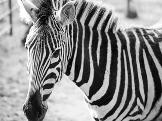 Obraz na płótnie Canvas head of a beautiful zebra
