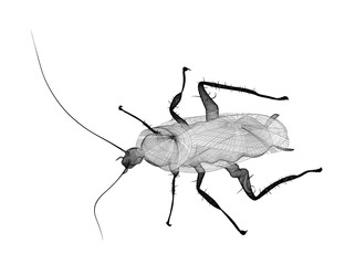 cockroach in wire carcass