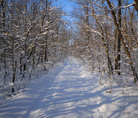 Trees in the Deciduous Forest Covered With Snow on a Sunny Day.