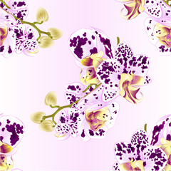 Seamless texture stem with flowers and  buds beautiful  Orchid Phalaenopsis spotted  purple and white   closeup  vintage  vector editable illustration hand draw