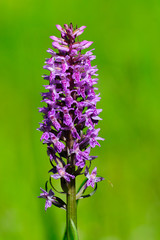 Wild orchid. Dactylorhiza maculata