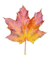 Beautiful bright red, onange and  yellow maple tree leaf isolated on white background. Golden maple tree leaf close up. Fall leaf. 