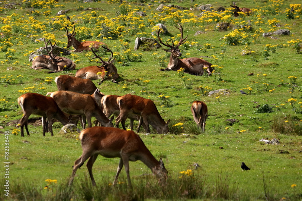 Sticker red deer