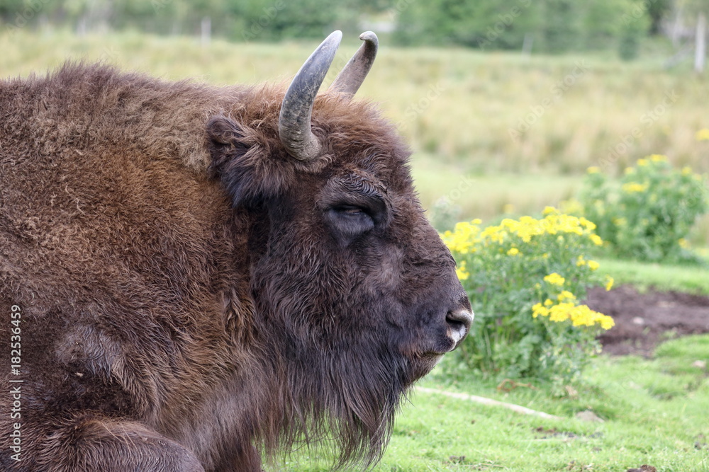 Sticker wisent