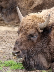 Fototapeta premium wisent