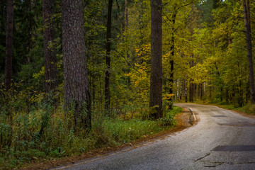 Asphalt road passing through the forest