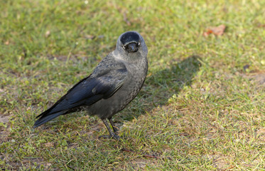 Corvus monedula