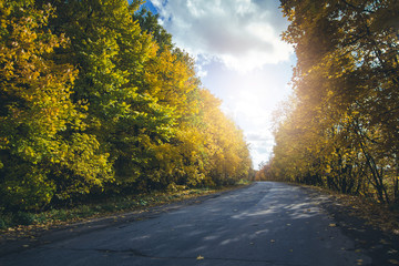 Asphalt road passing through the forest