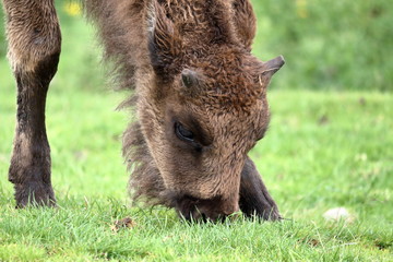 Fototapeta premium wisent