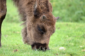 wisent